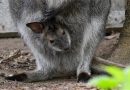 Folytatódik a bébi-boom a Debreceni Állatkertben